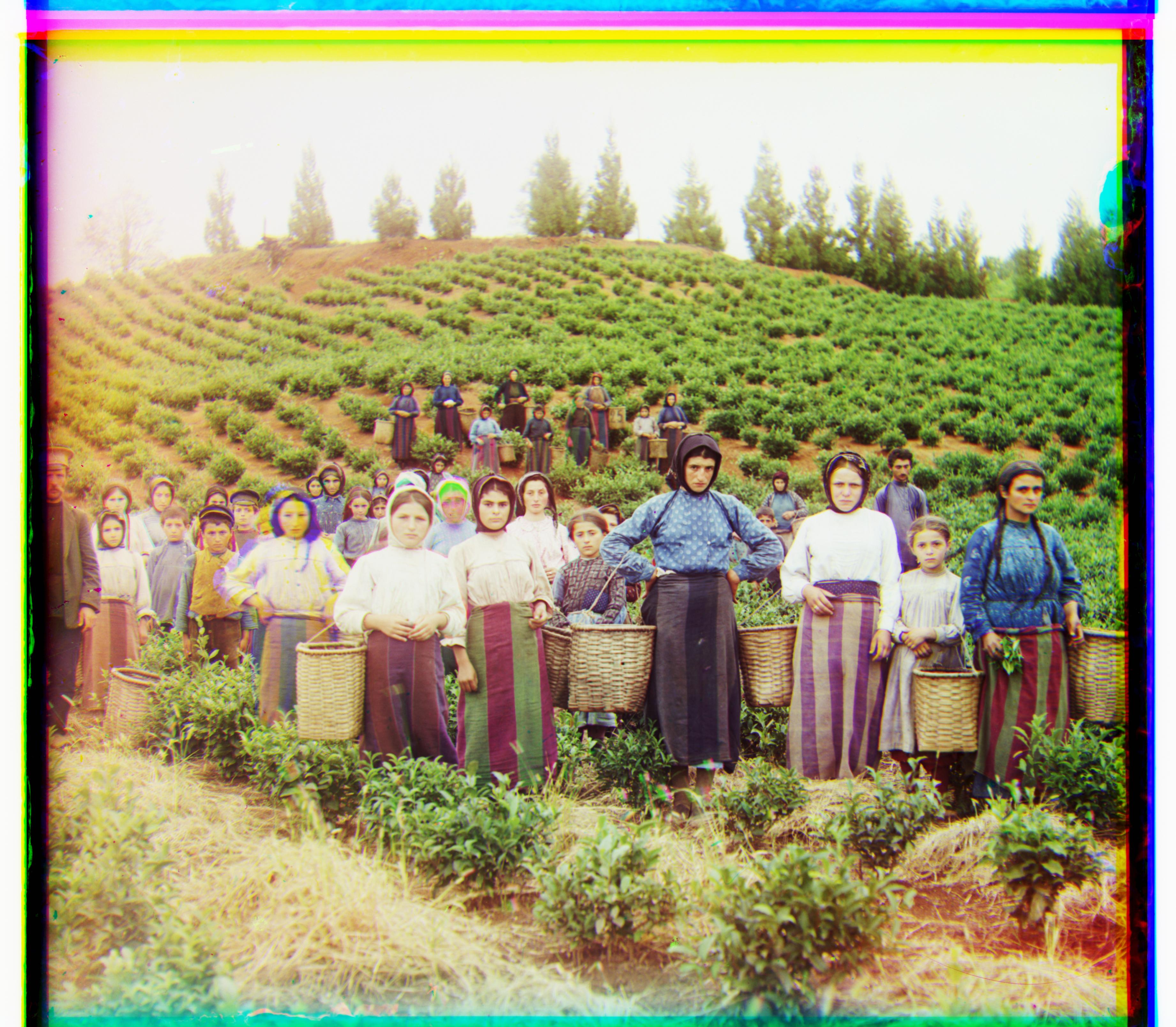 harvesters after pyramid alignment